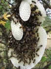 Cogemos enjambres de abejas gratis - mejor precio | unprecio.es