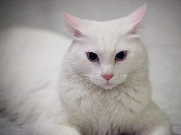 regalo gato angora turco