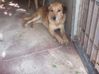 --------------  ADOPTALES, TE NECESITAN------------------  TAMAÑO PEQUEÑO (max. 12 kilos) - mejor precio | unprecio.es