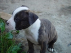 american staffordshire terrier - mejor precio | unprecio.es
