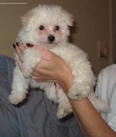 Bichon Frise