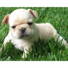 bulldog frances - mejor precio | unprecio.es