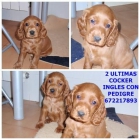 CACHORROS COCKER INGLES 250 EUROS CON PEDIGRE - mejor precio | unprecio.es