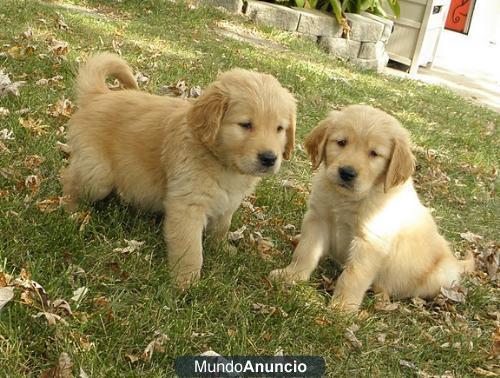 cachorros golden retrievr
