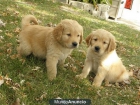 cachorros golden retrievr - mejor precio | unprecio.es