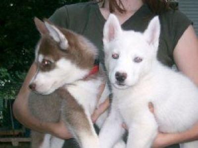 Cachorros Siberian Husky.