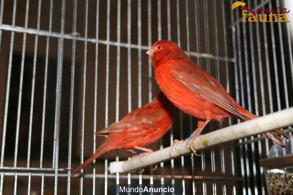 Los mejores canarios en venta