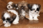 Maravillosos cachorritos de Shih Tzu, ¡preciosos! - mejor precio | unprecio.es