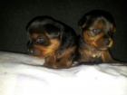 Yorkshire Terrier 300euros - mejor precio | unprecio.es
