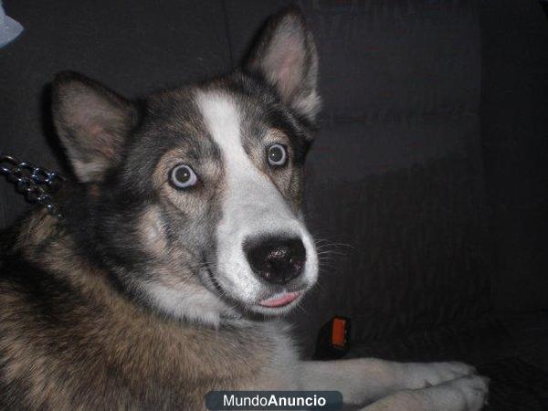 Abril, husky en adopción