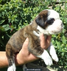 Boxer preciosos cachorros - mejor precio | unprecio.es