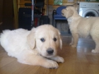 Cachorritos de golden retriever - mejor precio | unprecio.es