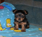 cachorritos supereconomicos de yorkshire - mejor precio | unprecio.es