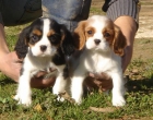 Cachorros de Cavalier king charles - mejor precio | unprecio.es