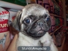 CARLINO O PUG, perros, cachorros, criadero, venta. - mejor precio | unprecio.es