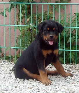 excelente cachorro rottweiler