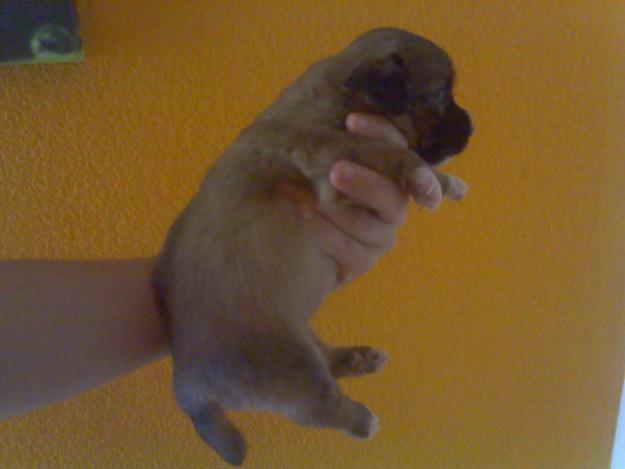 HEMBRITA DE PEKINES CON SHIH TZU 50 EUROS