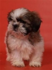 Preciosa cachorrita de shit tzu mini, - mejor precio | unprecio.es