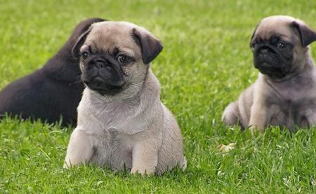 pug cachorros que los niños les encanta