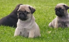 pug cachorros que los niños les encanta - mejor precio | unprecio.es