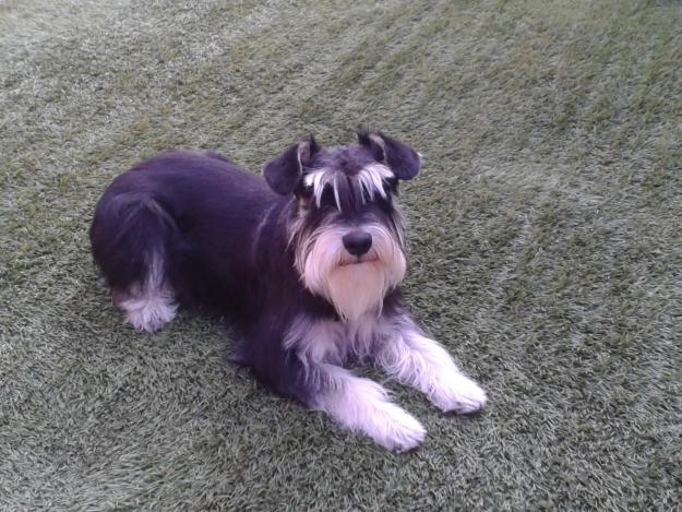 Se ofrece macho schnauzer mini negro plata para montas