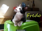Un guapeton adorable, gatito Fredo - mejor precio | unprecio.es