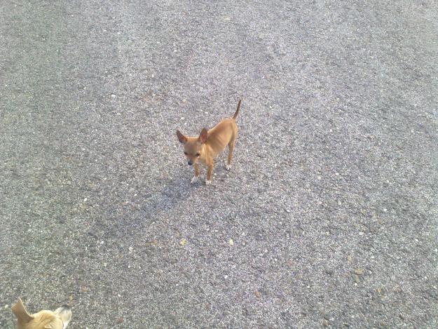 VENDO CHIHUAHUA MACHO DE PELO CORTO