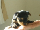 yorkshire terrier cachorritos - mejor precio | unprecio.es