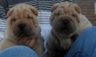 EXCELENTE CAMADA SHAR PEI!!!! - mejor precio | unprecio.es