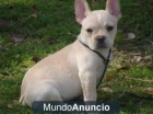Libre Preciosos perros de bulldog frances 2hembras - mejor precio | unprecio.es