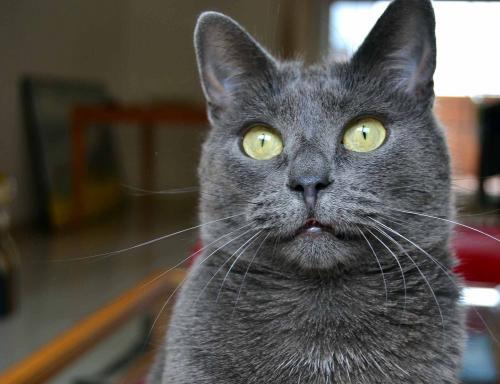 Missy gatito azul ruso busca donde empezar su nueva vida