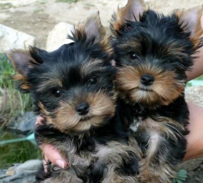 YORKSHIRE TERRIER 400E TOY + PEDIGRE + MICROCHIP