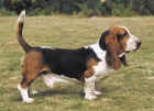 Basset hound para montas. - mejor precio | unprecio.es