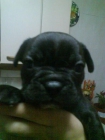 bulldog frances - mejor precio | unprecio.es