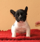 bulldog frances, machos y hembras. preciosos - mejor precio | unprecio.es