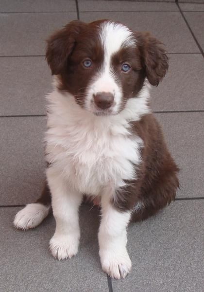 cachorros de border collie