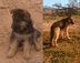 cachorros de pastor aleman con pedrigree