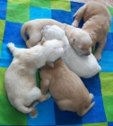 CACHORROS GOLDEN RETRIEVER PRECIOSOS - mejor precio | unprecio.es