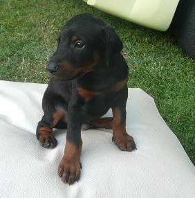 Doberman cachorros