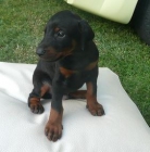 Doberman cachorros - mejor precio | unprecio.es