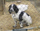 Hombre Adulto $ 80 Cocker Spaniel Inglés - mejor precio | unprecio.es