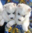 Huskys siberianos sierra de gata listos para entregar-651687273 - mejor precio | unprecio.es