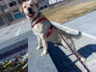 LABRADOR CANELA PARA MONTA - mejor precio | unprecio.es