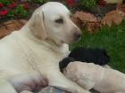 Preciosos cachorros de Labrador - mejor precio | unprecio.es