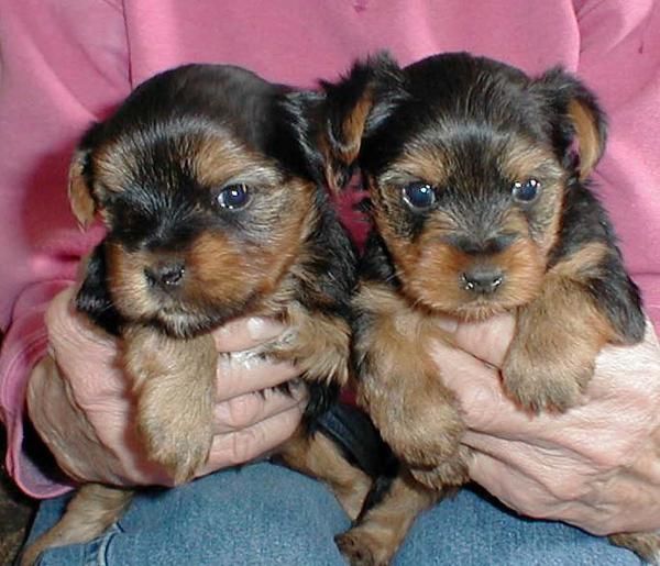 Yorkie = un amigo inmediata para la vida: Pídale a alguien que ha adoptado un perro adulto ...