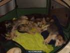 cacjorros raza pqueña en adopcion - mejor precio | unprecio.es