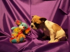 BULL DOG FRANCES la calidad a su justo precio - mejor precio | unprecio.es