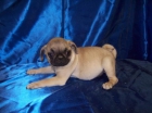 Cachorretes de CARLINO con PEDIGREE sólo 600 - mejor precio | unprecio.es