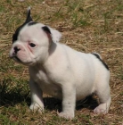 Cachorritos de Bulldog Frances en Madrid - mejor precio | unprecio.es