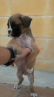 Cachorro boxer macho pedigree - mejor precio | unprecio.es